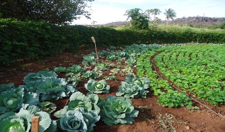 Produtos agroecológicos para o campo e a cidade 