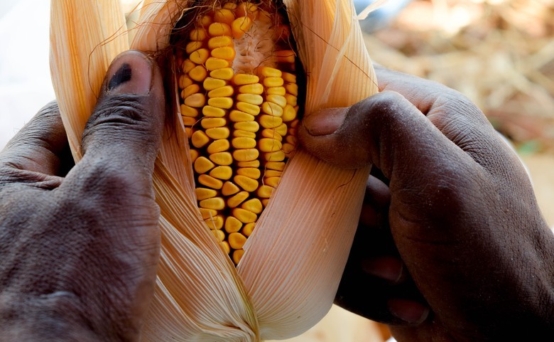 CAA/NM participa de fórum internacional sobre agricultura e alimentação