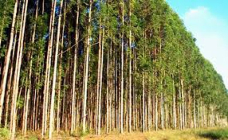 O Brasil tem latifúndios: 70 mil deles