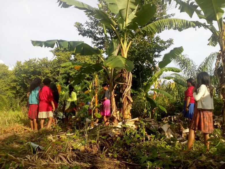 Novas técnicas agrícolas no Território Xingu