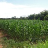 plantação de milho