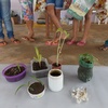 Mostra da germinação realizada pelas crianças da comunidade Roça do Mato/RPM
